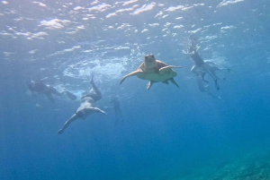 Paphos: Schildkrötenbeobachtung und Schnorchelausflug mit dem Seescooter