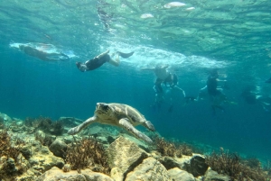 Paphos: Schildkrötenbeobachtung und Schnorchelausflug mit dem Seescooter