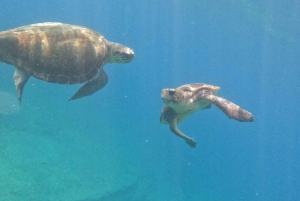 Paphos: Schildkrötenbeobachtung und Schnorchelausflug mit dem Seescooter