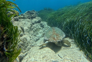 Paphos: Schildkrötenbeobachtung und Schnorchelausflug mit dem Seescooter