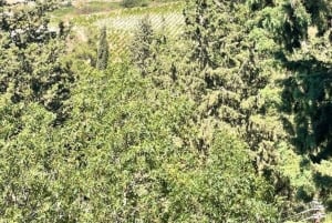 パフォス：ワインとハルーミチーズのテイスティングツアー（送迎付き）