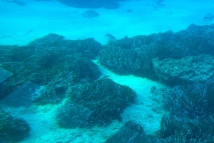 Paphos: Yellow Submarine Swim Cruise with Unlimited Drinks