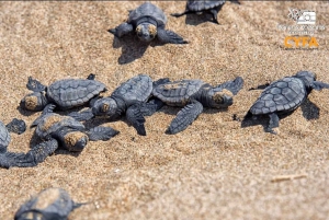 Safari privado en Jeep, incluyendo la Bahía de las Tortugas y las Cascadas de Adonis