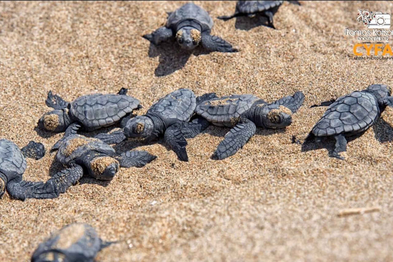 Privat jeepsafari Sköldpaddsäventyr & Adonis vattenfall