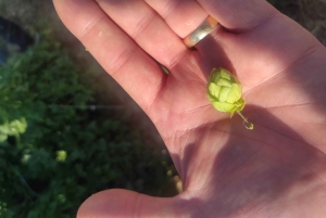 Cata privada de cerveza artesanal local en el centro de Lárnaca