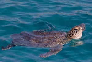 Protaras: Blue Lagoon and Turtle Cove Boat Trip