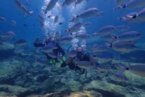 Protaras: Cape Grecko Single Dive for Qualified Divers