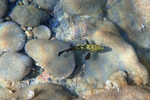 Promenad (vanligtvis upp till 10 km) och upptäcktsfärd runt Cape Greko