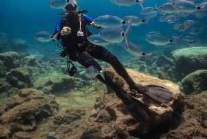 Protaras : initiation à la plongée et plongée safari à Turtle Bay