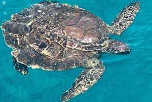 プロタラスウォーターワールド・タートルコーブ・クルーズ（スイムストップ付き