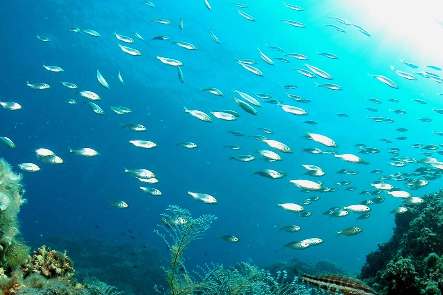 Nurkowanie – prywatne i indywidualne – nie jest wymagany certyfikat.