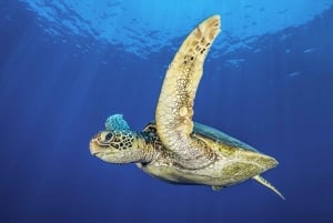 Nurkowanie – prywatne i indywidualne – nie jest wymagany certyfikat.