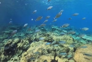 Nurkowanie – prywatne i indywidualne – nie jest wymagany certyfikat.