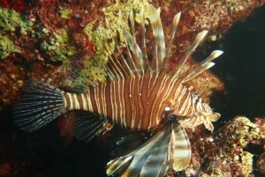 Scuba Diving - Tunnels & Caves - Cape Greco - private guided