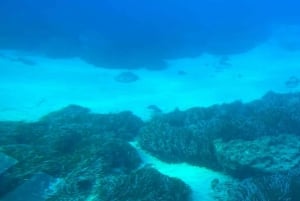 Paphos : Croisière au coucher du soleil, observation des tortues et boissons illimitées