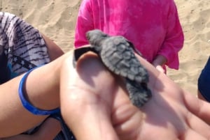 Superteamet: Akamas & Avakas Jeep Safari från Paphos