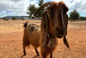Troodosgebergte - Gratis wijnproeverij - Max 7 personen - Volledige airconditioning