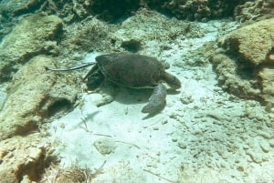 スキューバダイビング（プライベート＆個別）― 資格不要