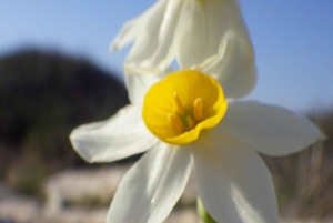 Wybierz się na spacer (zwykle do 10 km) i zwiedzaj okolice Przylądka Greco.
