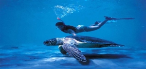 Save Caretta Caretta turtle