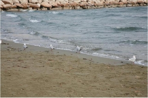 Finikoudes photo by cypruspictures.net