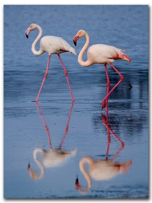 Flamingos, Larnaka, photo by Michael Khoury Flickr