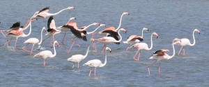 Flamingos -Larnaka Salt Lake