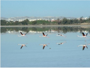Salt Lake Larnaka photo by cypruspictures.net