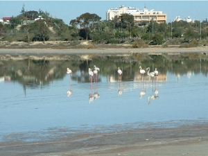 Salt Lake Larnaka photo by cypruspictures.net