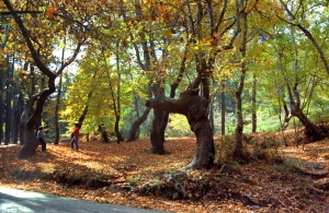 Scenery from Cyprus, photo by PIO, Cyprus.