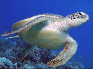 Turtle in Cyprus sea