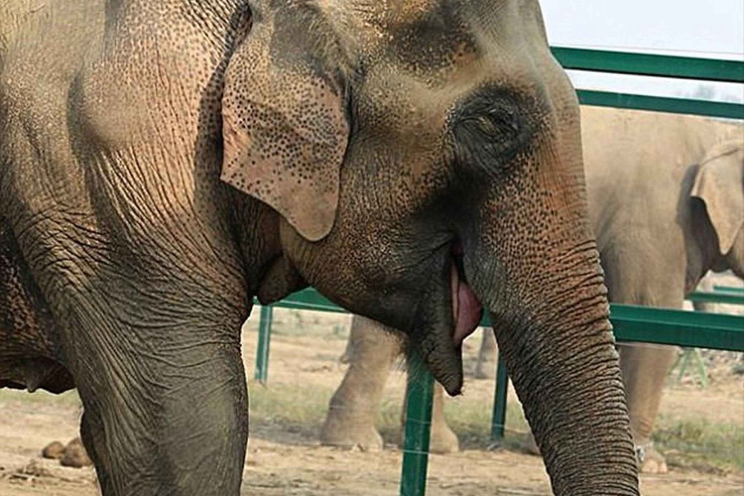 2 päivän Delhi-kierros Wildlife SOS Elefantti/Karhujen suojelualueella
