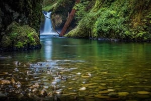 2日間のジャングルサファリ：チェンナイからデリー経由でジム・コルベットへ