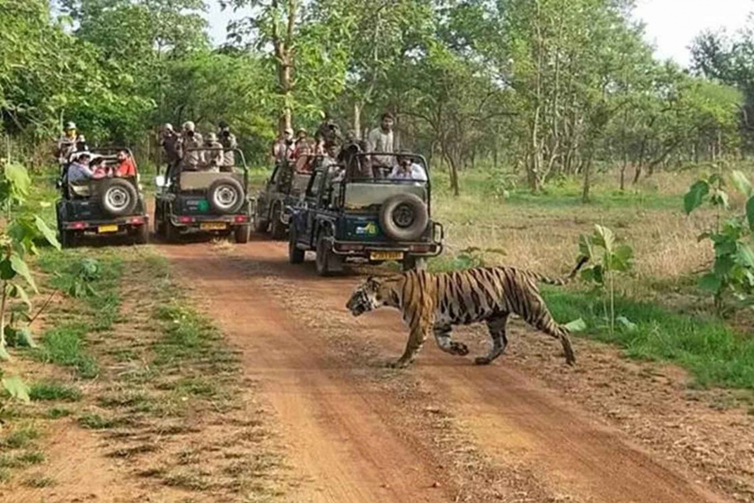 Safári de 2 dias pela vida selvagem e passeio pelo Parque Nacional Jim Corbett