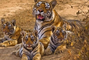 2-tägige Wildlife Safari und Tour durch den Jim Corbett National Park