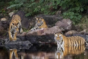 2日間の野生動物サファリとジム・コーベット国立公園ツアー