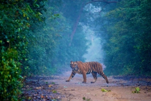 2-daagse wildsafari en rondleiding door het Jim Corbett National Park