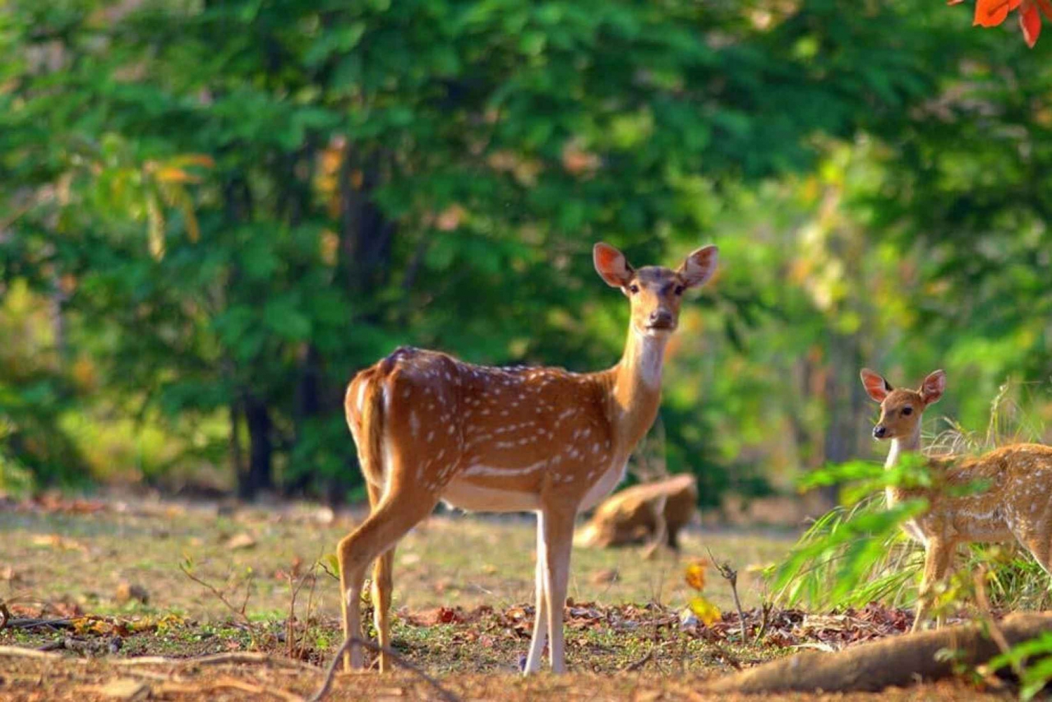 3-dages tur i Jim Corbett nationalpark