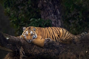 Safari di 3 giorni all'alba al mausoleo bianco e alla tigre di Ranthambore.