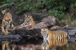 Excursão de 4 dias ao Taj Mahal, Délhi e Safári do Tigre de Ranthambore