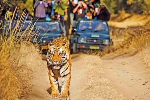 Tour di 4 giorni con Taj Mahal, Delhi e safari con le tigri di Ranthambore