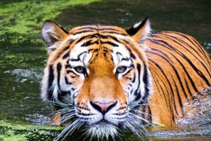 Excursión de 4 días al Taj Mahal, Delhi y Safari con Tigres en Ranthambore