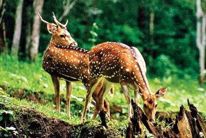 Excursão de 4 dias ao Taj Mahal, Délhi e Safári do Tigre de Ranthambore