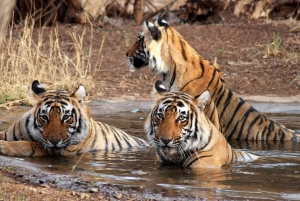 5-päiväinen Kultainen kolmio & Ranthambore tiikerisafari