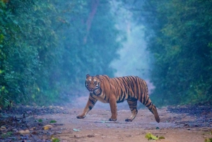 5-dniowe safari w Złotym Trójkącie i Ranthambore Tiger Safari