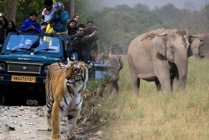 5-dagars safari med Gyllene triangeln och Jim Corbett nationalpark