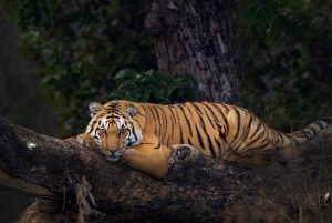 Safári de 5 dias no Triângulo Dourado com o Parque Nacional Jim Corbett