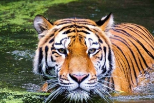 Safári de 5 dias no Triângulo Dourado com o Parque Nacional Jim Corbett