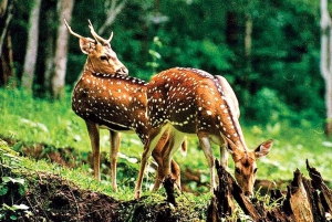 5-Day Golden Triangle with Jim Corbett National Park Safari