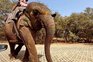 Safari di 5 giorni nel Triangolo d'Oro con il Parco Nazionale Jim Corbett